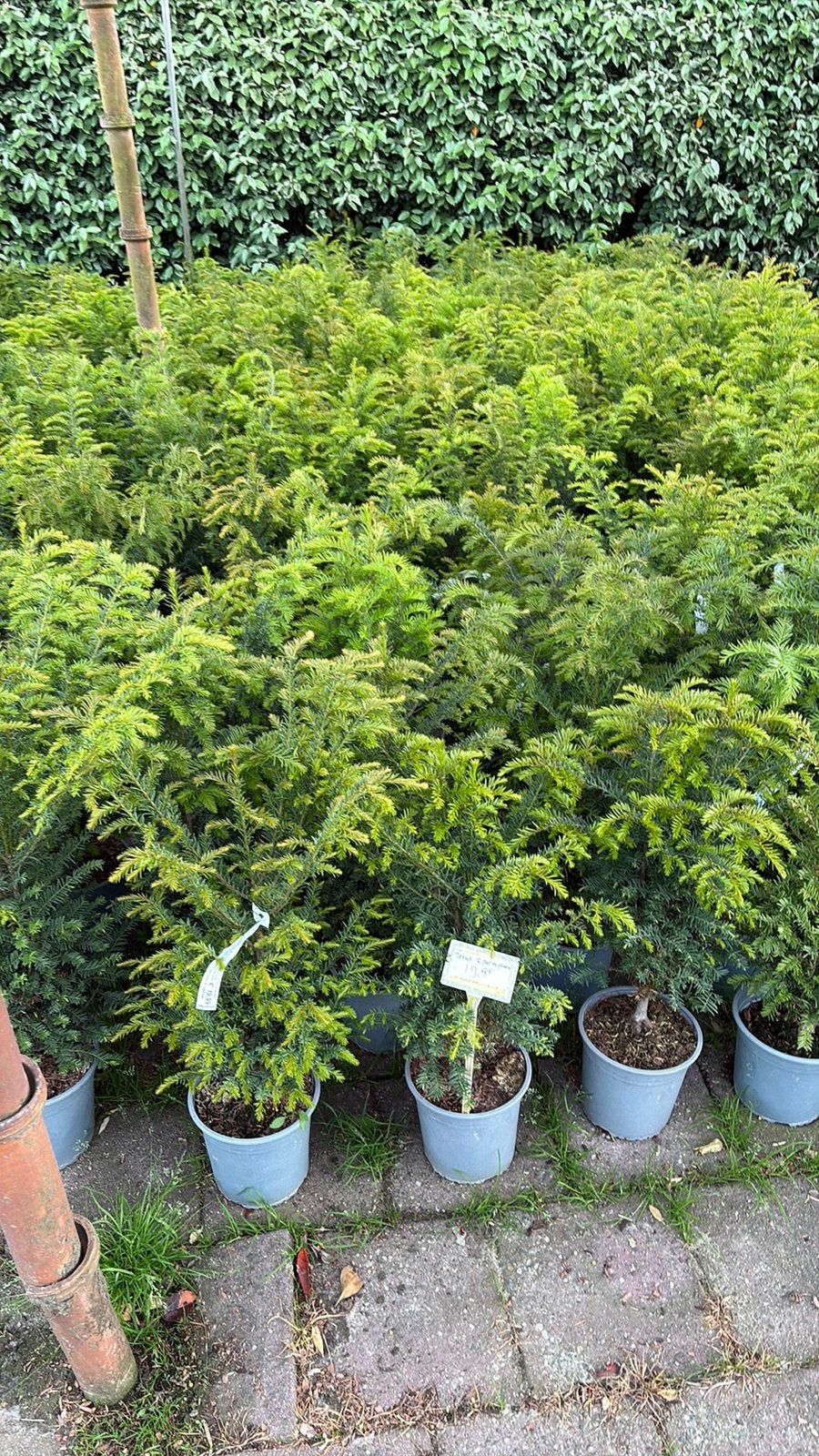 Taxus, Ophalen, Taxus