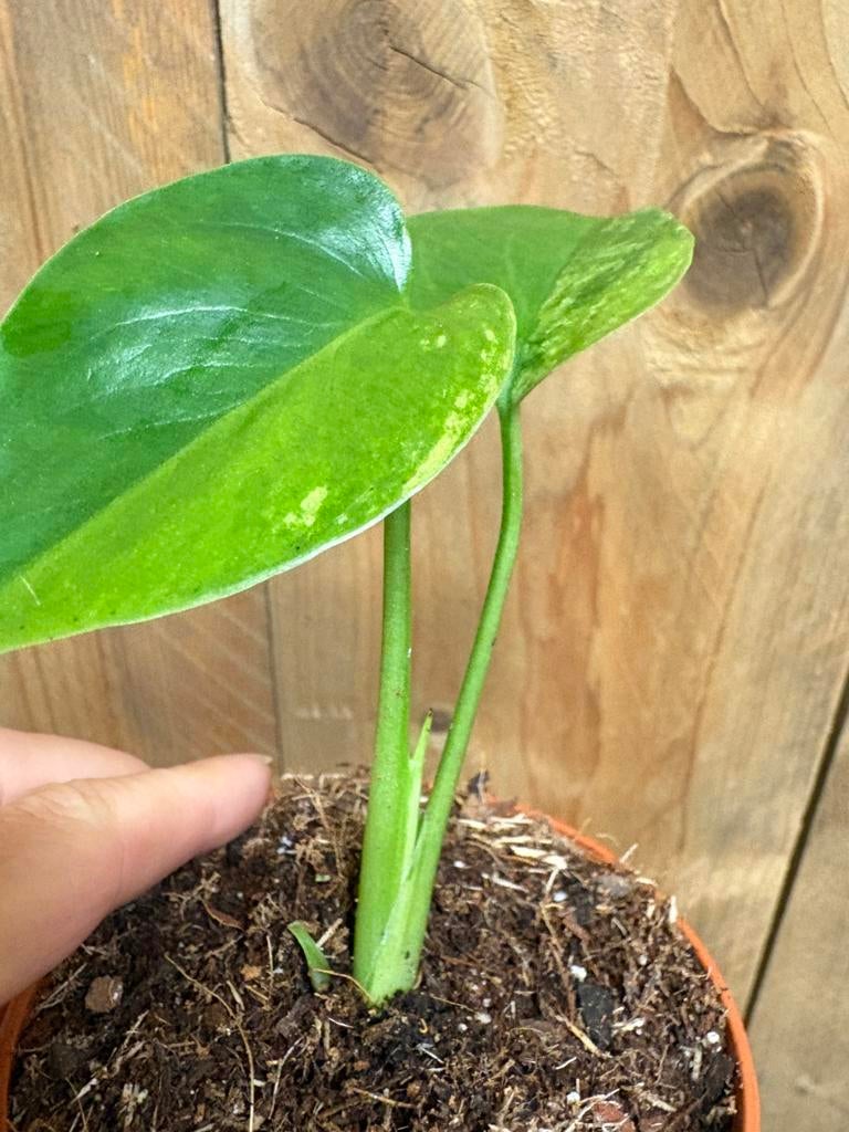 Monstera deliciosa variegata plant halfmoon green mint large, Huis en Inrichting, Kamerplanten, Ophalen of Verzenden, Halfschaduw