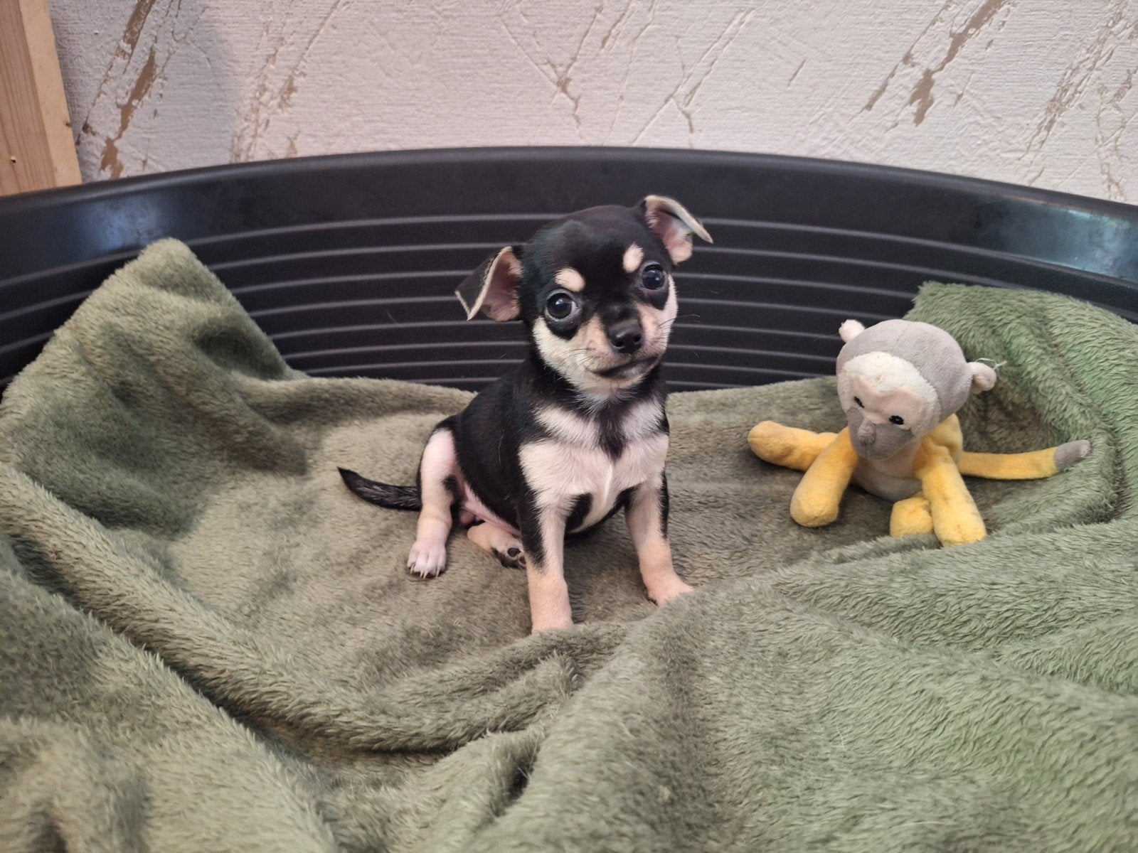 Prachtig kortharig Chihuahua teefje zoekt goud mandje, CDV (hondenziekte), 8 tot 15 weken, Teef, Eén hond