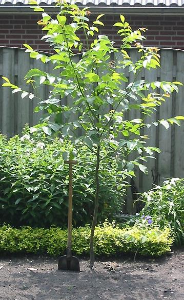 Mooi Notenboompje - Walnotenboompje - biologisch voedselbos, Ophalen of Verzenden, 100 tot 250 cm, Walnotenboom, Lente