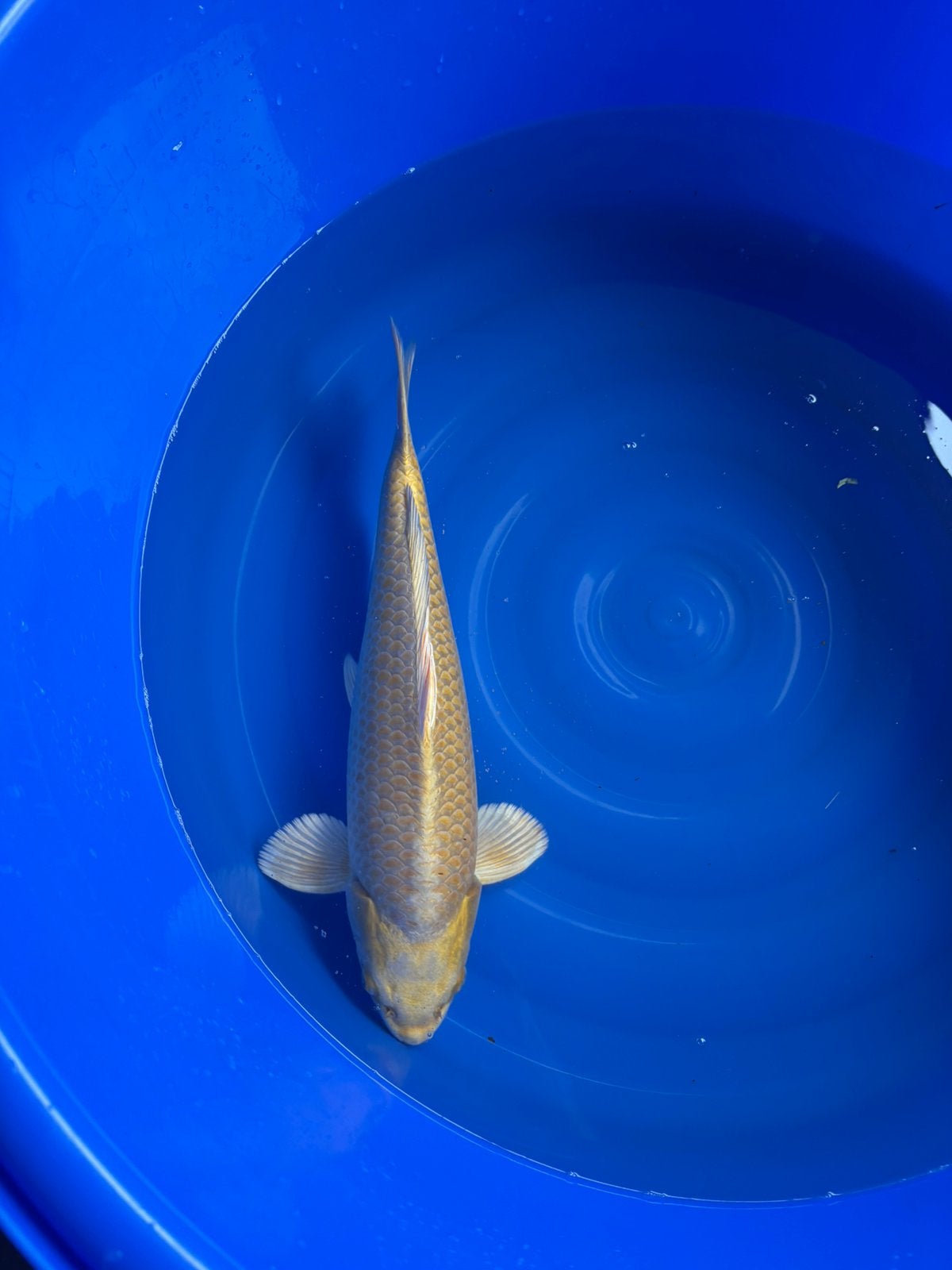 Yamabuki ogata, Dieren en Toebehoren, Karper of Koi