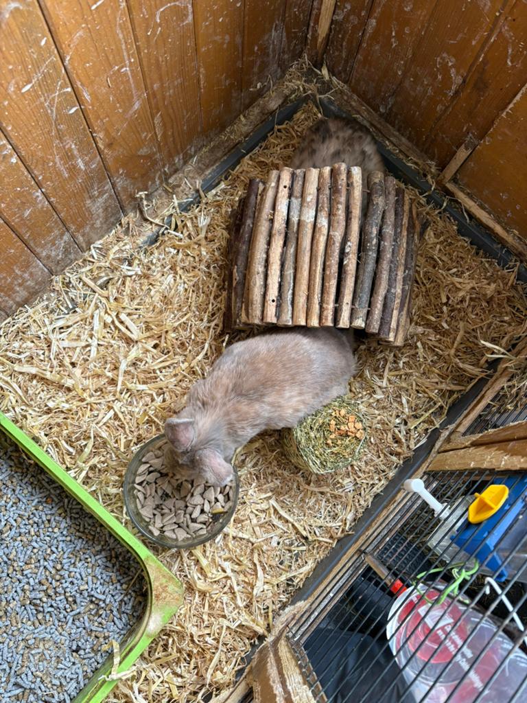 Konijnen + hok, Dieren en Toebehoren, Oktober, Mannelijk, Overige typen