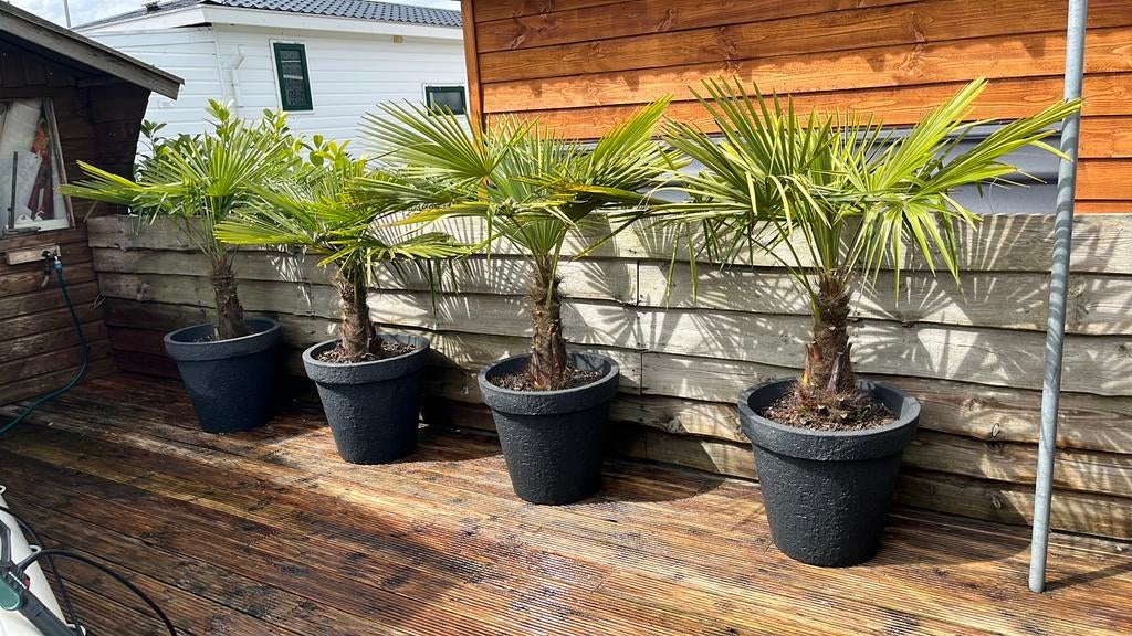 Trachicarpus fortunei palmbomen 4 stuks, 100 tot 250 cm, Zomer, Palmboom, Ophalen