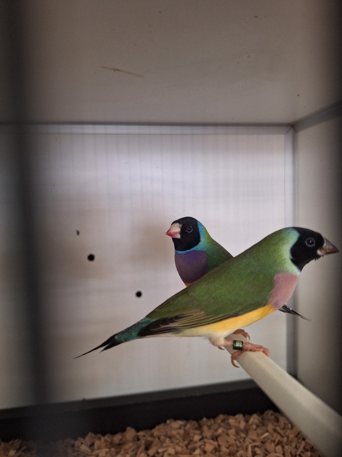 gouldamadines van 2026, Dieren en Toebehoren, Meerdere dieren, Geringd