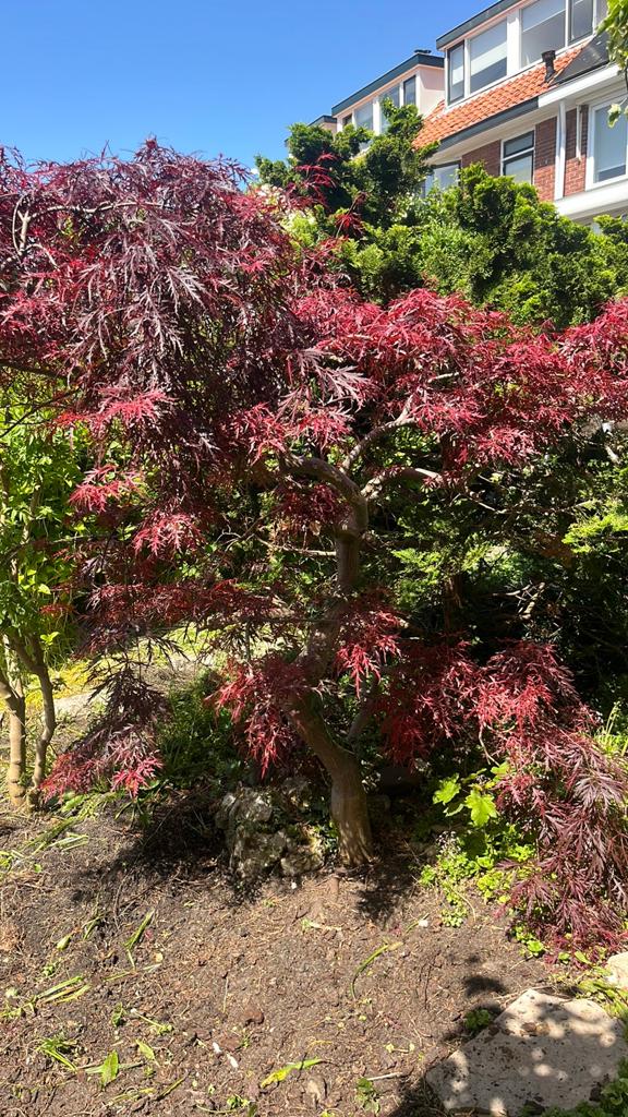 Japanse boom, Tuin en Terras, Planten | Bomen, Ophalen, Volle zon, Overige soorten