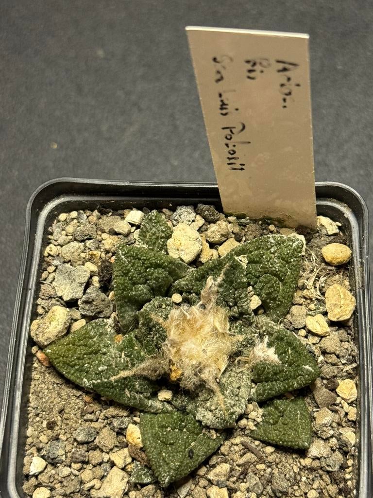 Cactus ariocarpus fissuratus san luis potosi, Ophalen of Verzenden, Overige soorten, Halfschaduw