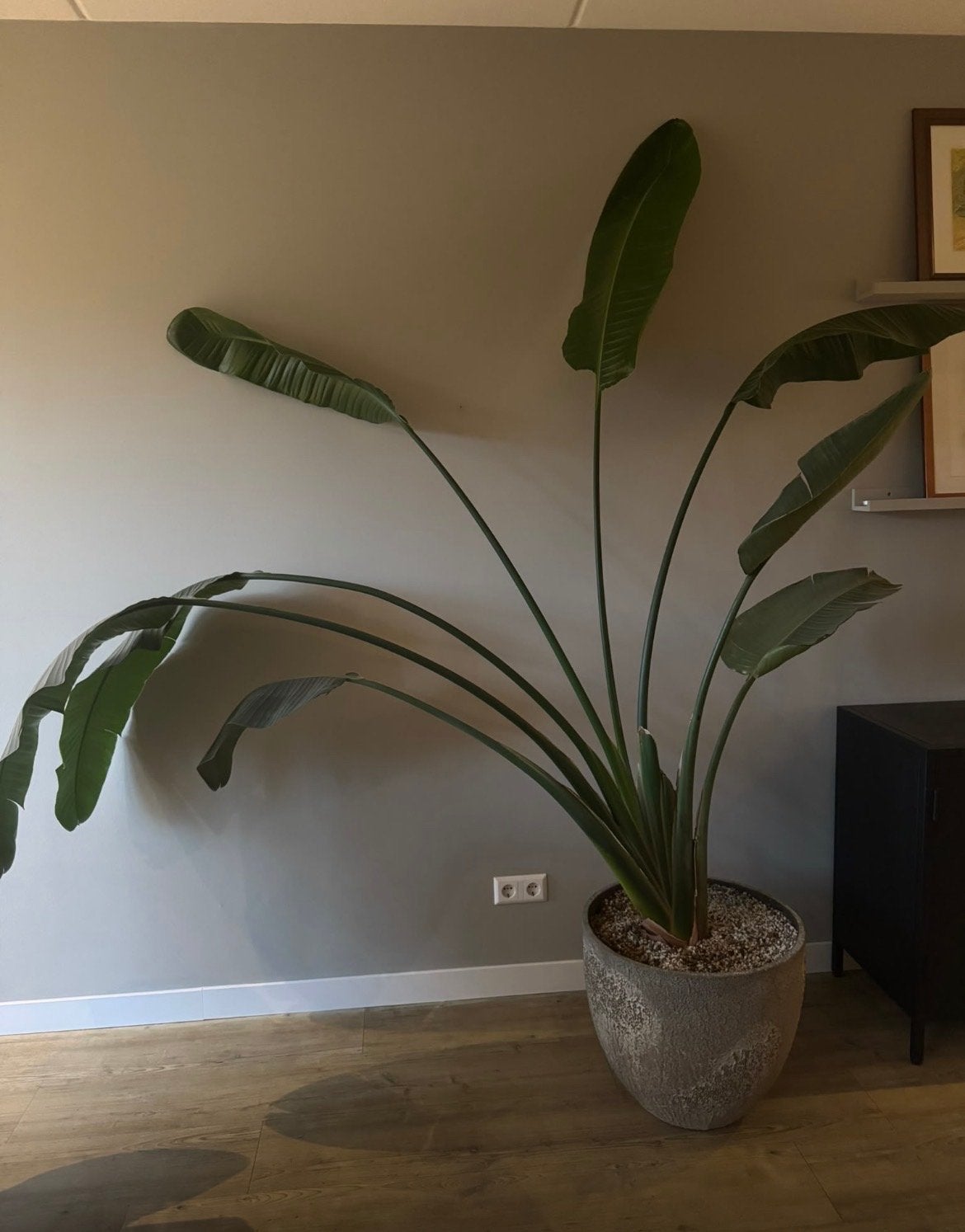 Grote Strelitzia Nicolai - ca. 240cm hoog, Huis en Inrichting, Ophalen, 200 cm of meer, Overige soorten, In pot