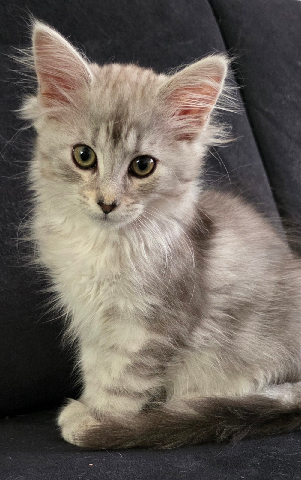 Maine Coon kittens met stamboom, chip, ouders getest, Dieren en Toebehoren, Katten en Kittens | Raskatten | Langhaar, Meerdere dieren