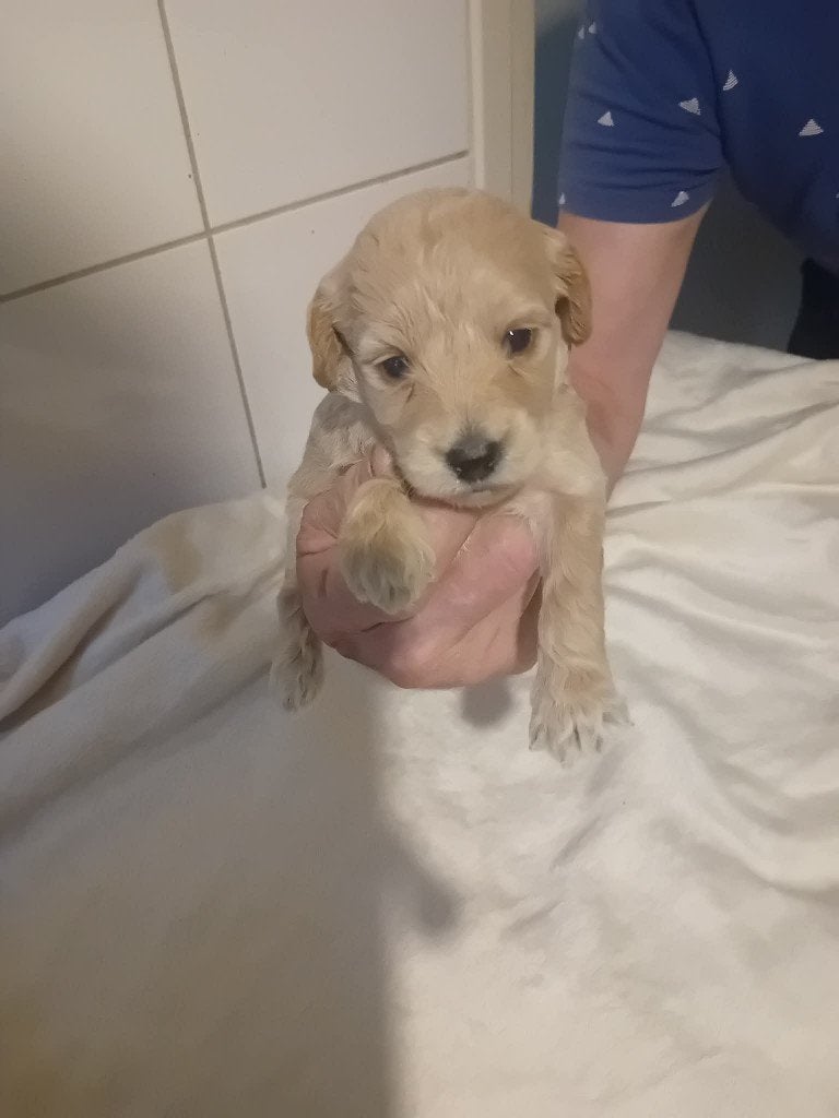 prachtige labradoodle puppy 2 REUTJES, Nederland, Overige rassen, 8 tot 15 weken, Meerdere