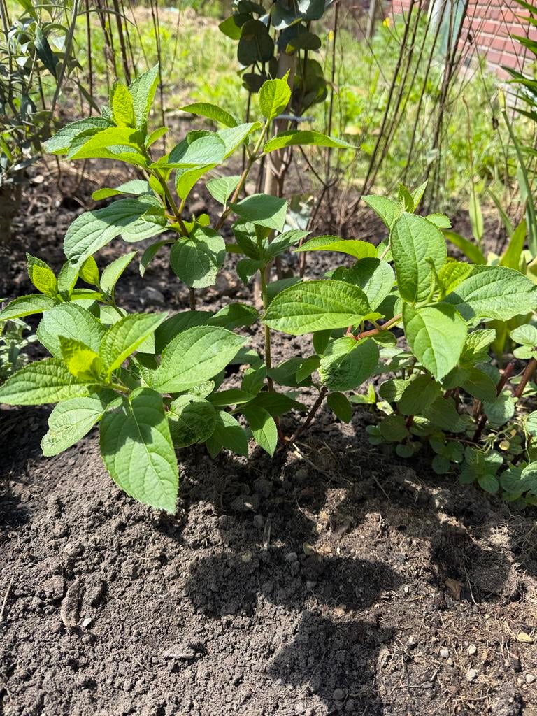 Jonge plant met frisgroene bladeren, Tuin en Terras, Planten | Struiken en Hagen, Ophalen of Verzenden, Overige soorten, Minder dan 100 cm