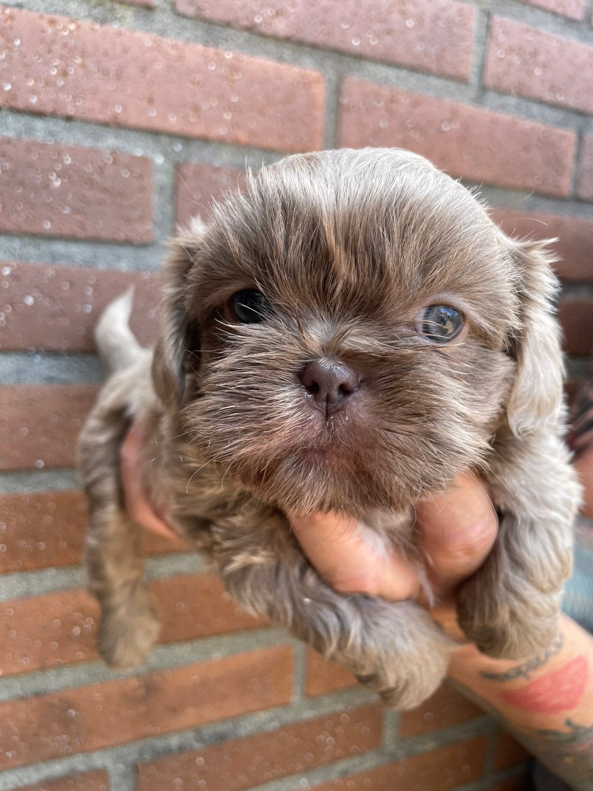 Shih tzu pups nog 2 beschikbaar, Dieren en Toebehoren, Honden | Chihuahua's en Gezelschapshonden, Meerdere, Nederland, Particulier