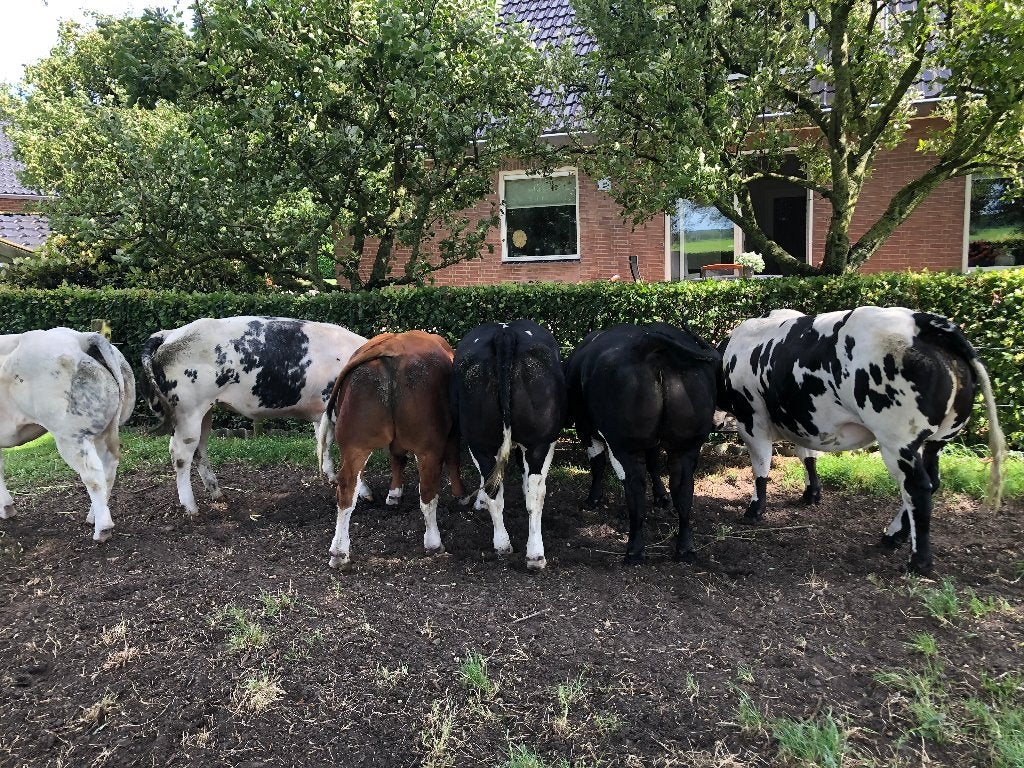 Drachtige BBL vaarzen, Dieren en Toebehoren, Vrouwelijk, 0 tot 2 jaar