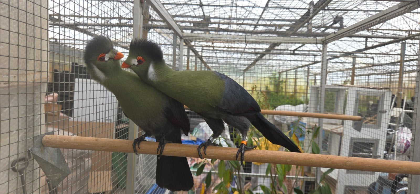 koppel witwang toerako, Meerdere dieren, Parkiet, Tam