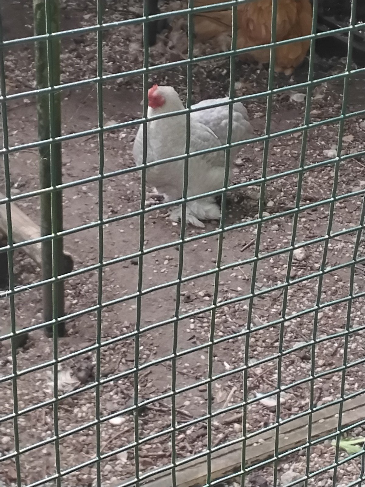 Te koop grijze/ zilver cochin hen. Ze is van 2024 ., Dieren en Toebehoren, Vrouwelijk, Kip