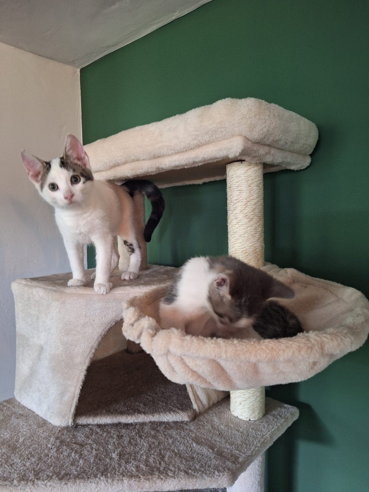 kittens, Dieren en Toebehoren, Katten en Kittens | Overige Katten, Meerdere dieren