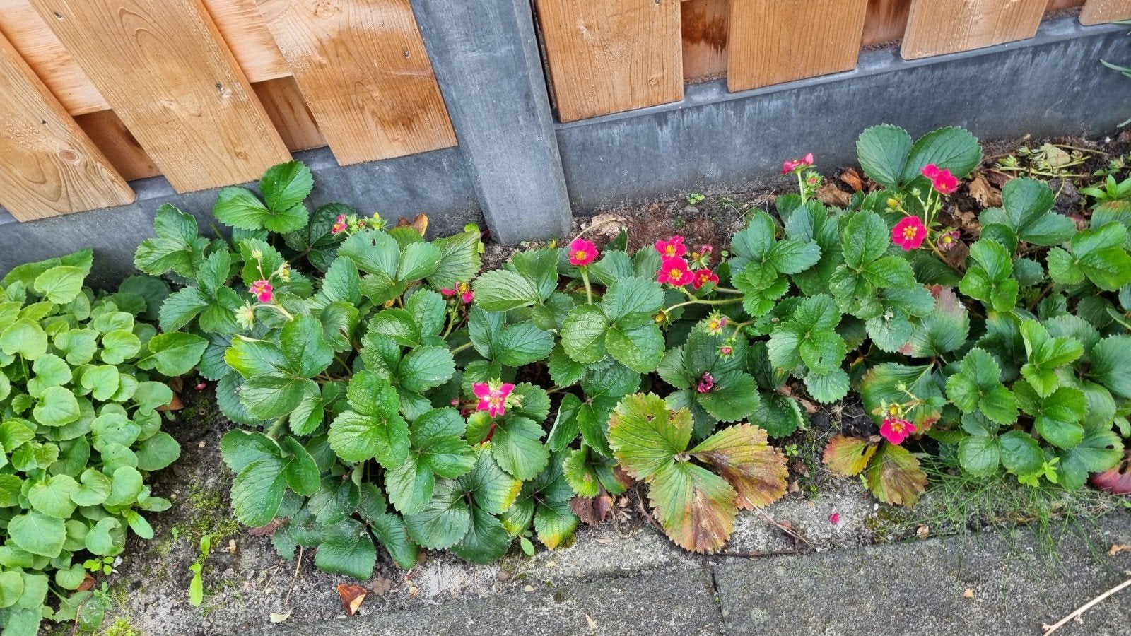 aardbeiplanten-60 cents per stuk, Ophalen, Overige soorten, Volle zon