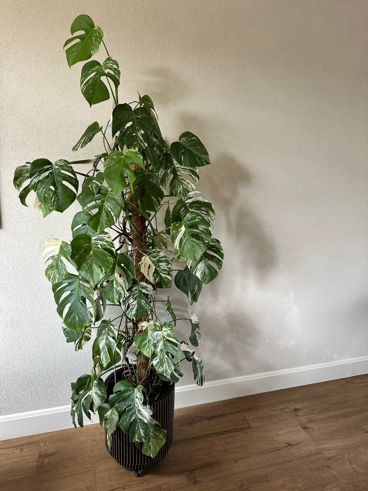 Prachtige Monstera Albo variegata 2 meter hoog, Huis en Inrichting, Kamerplanten, Ophalen, Halfschaduw