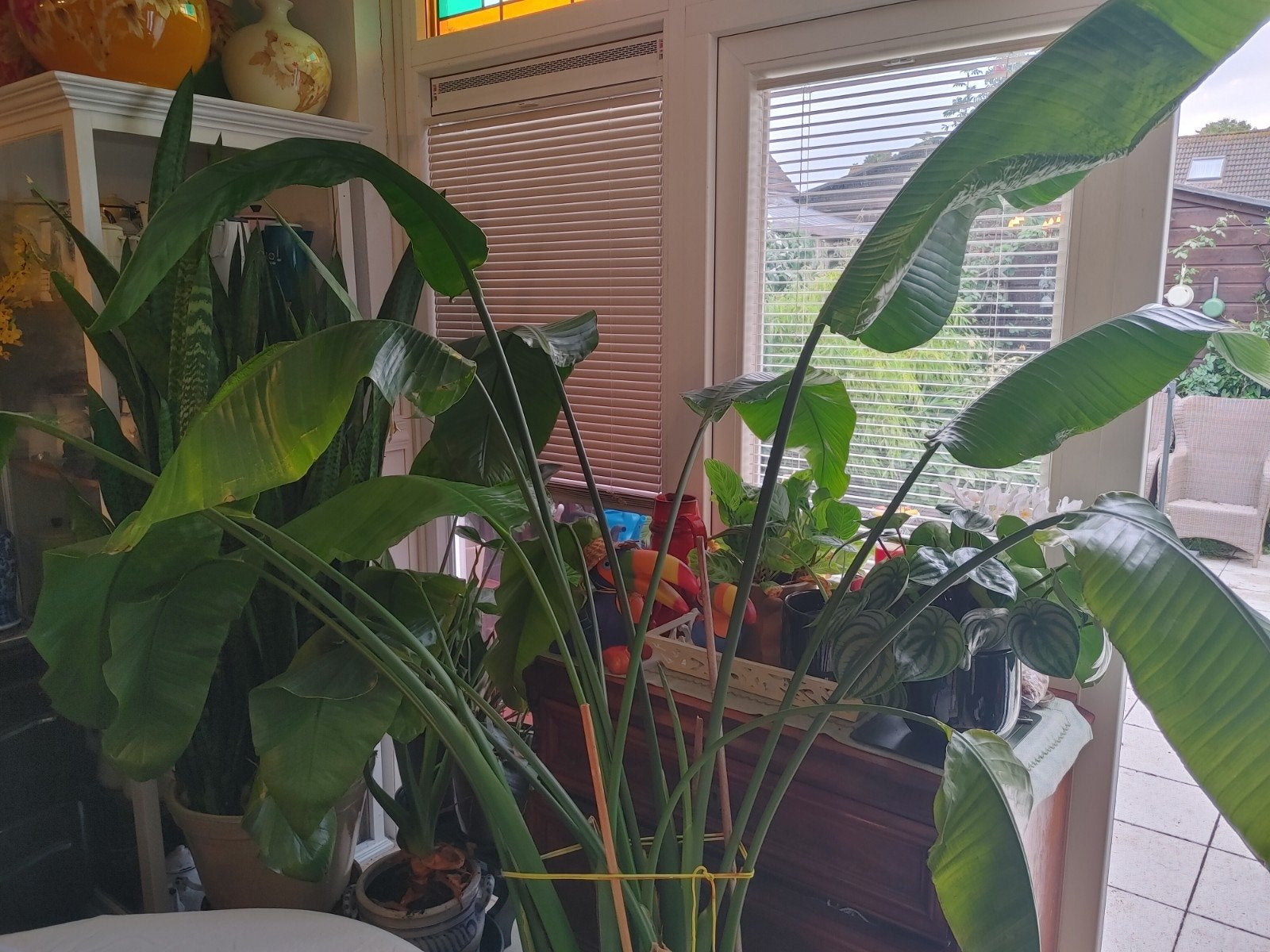 Grote Strelitzia Nicolai - Paradijsvogelplant, Huis en Inrichting, Ophalen, 200 cm of meer, Overige soorten, Halfschaduw