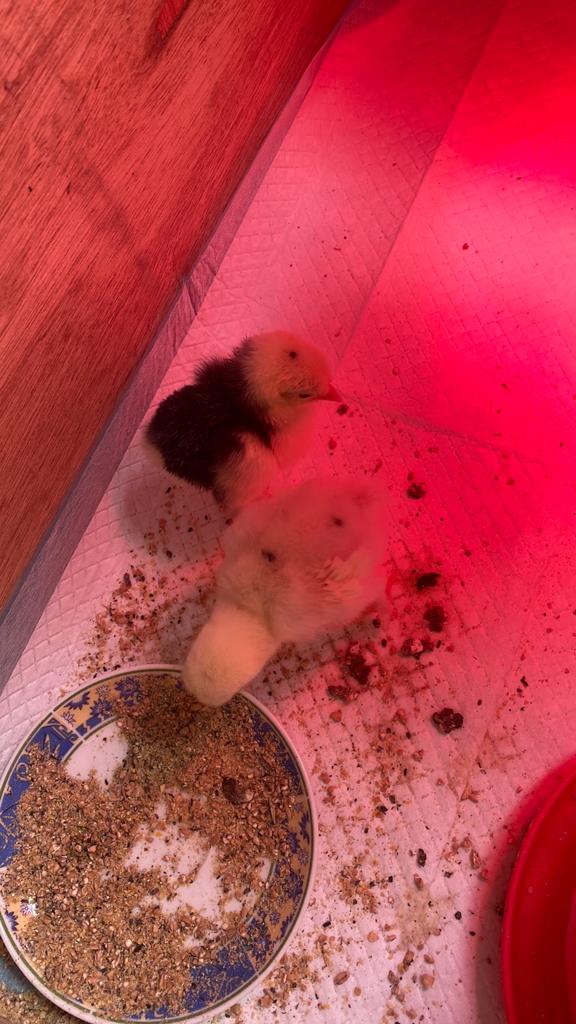 2 kuikens geslacht onbekend brahma, Dieren en Toebehoren, Pluimvee, Geslacht onbekend, Kip