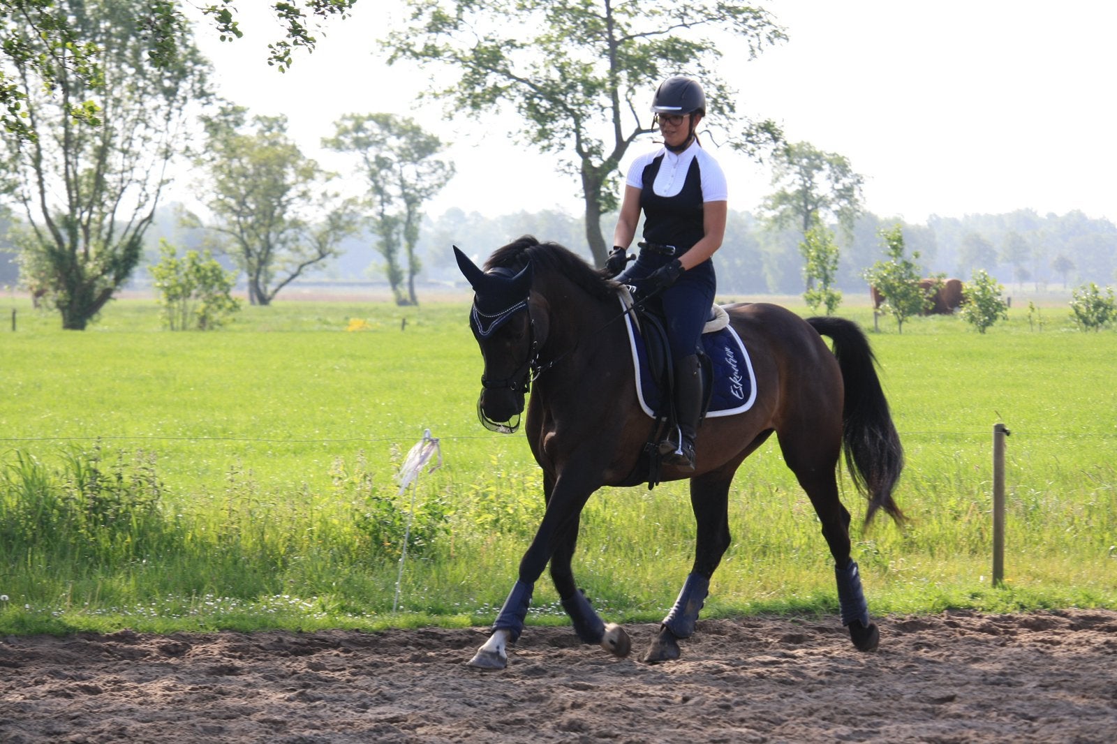 Verzorgpaard/Leasepaard gezocht., Dieren en Toebehoren, Ophalen of Verzenden