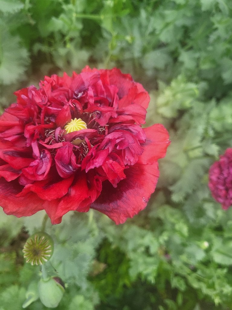 Zaden Papaver rood half gevuld-donkere onderkant, Verzenden, Volle zon