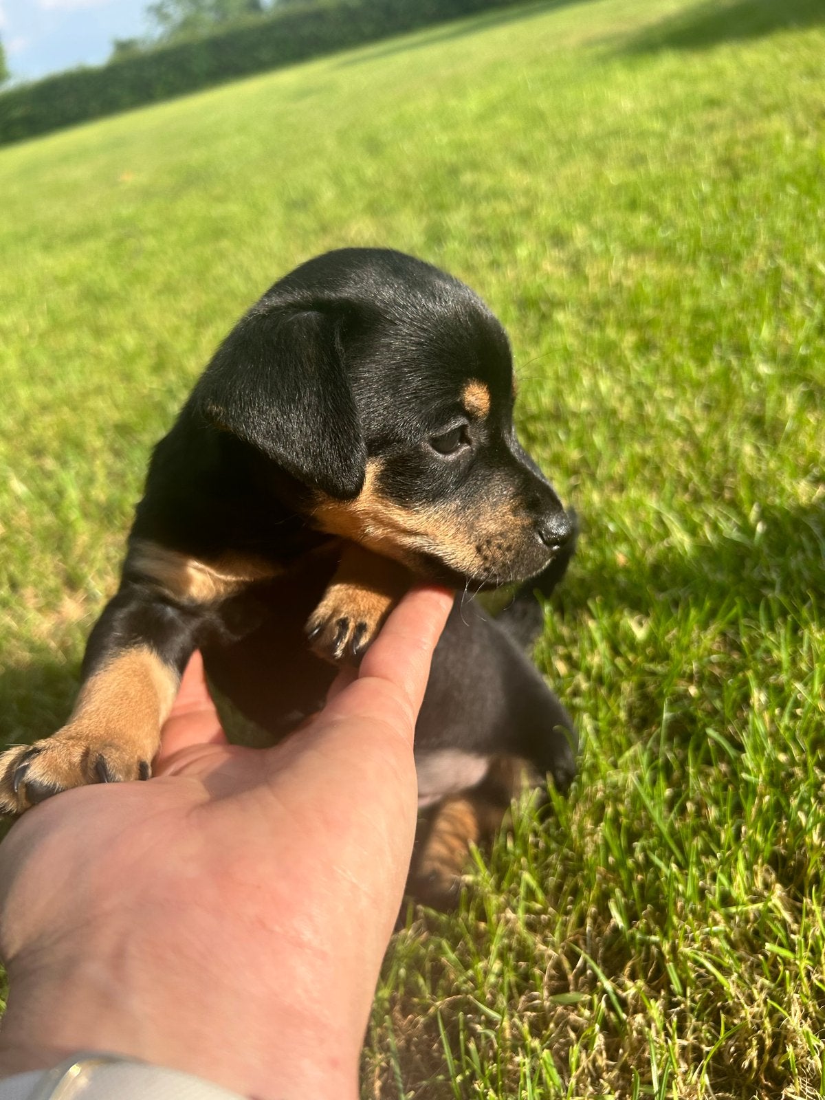 Ontzettend lieve jack russell pups, Jack Russell Terriër, Reu, 8 tot 15 weken, Parvo