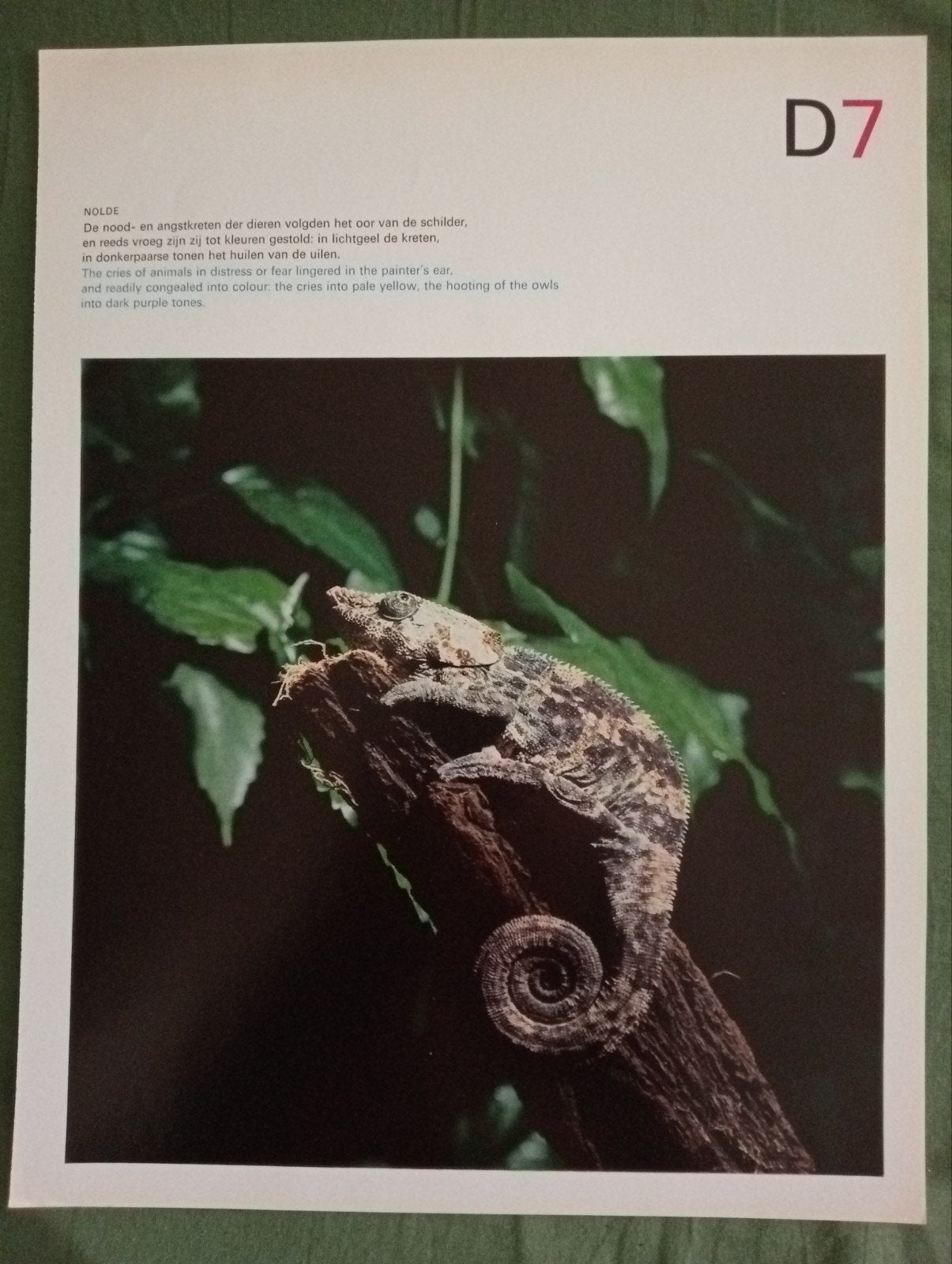 Grafische print uit 1967 Kameleon, Ophalen of Verzenden, Opgezet dier