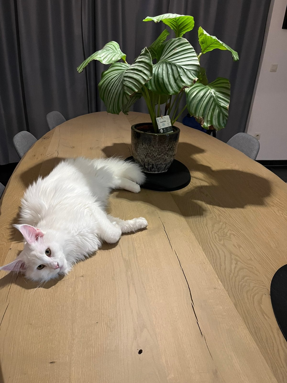 Maine coon, Dieren en Toebehoren, Katten en Kittens | Overige Katten, Poes