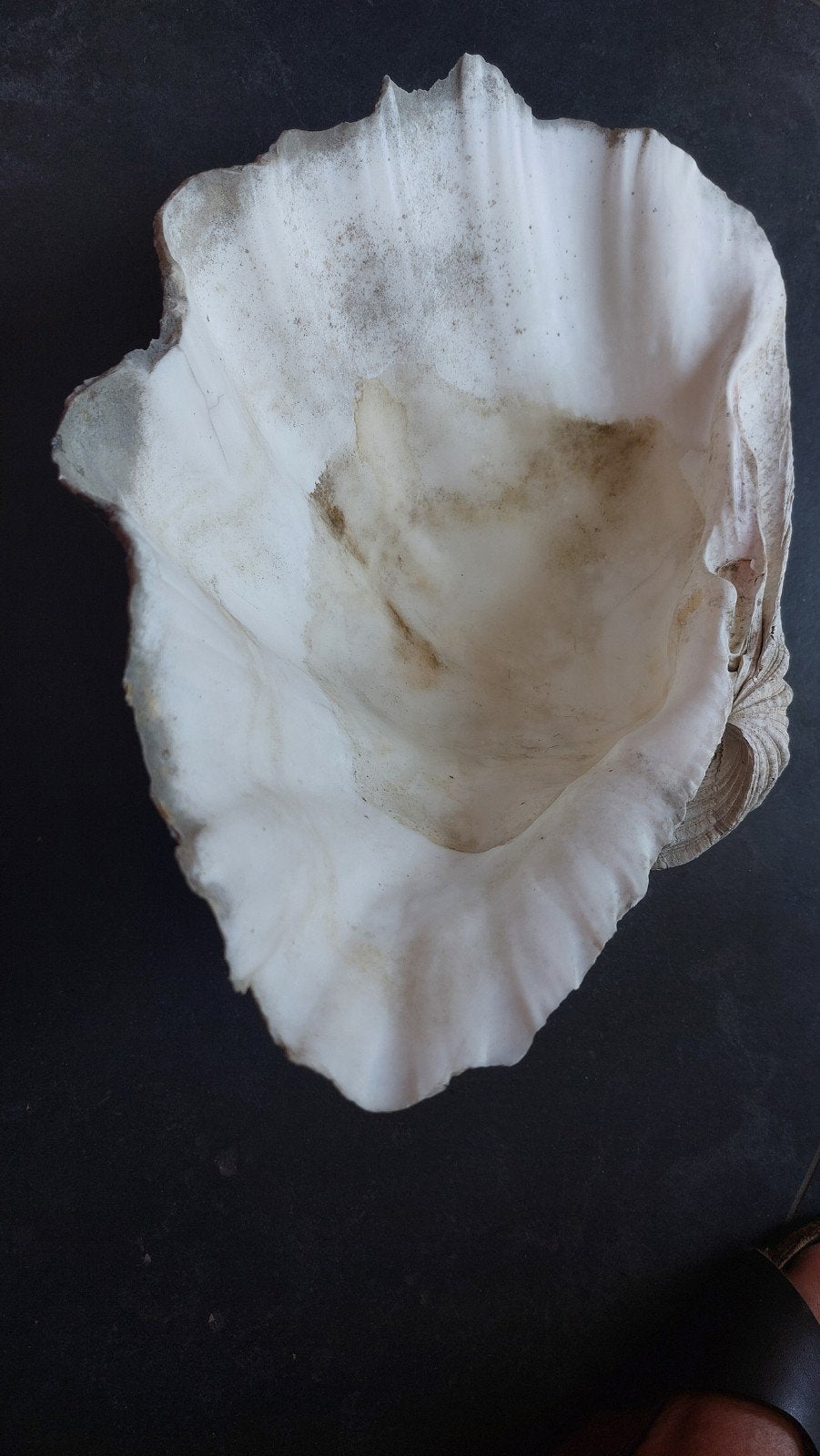 Te koop groot doopvontschelp 37 cm, Verzamelen, Ophalen of Verzenden, Schelp(en)