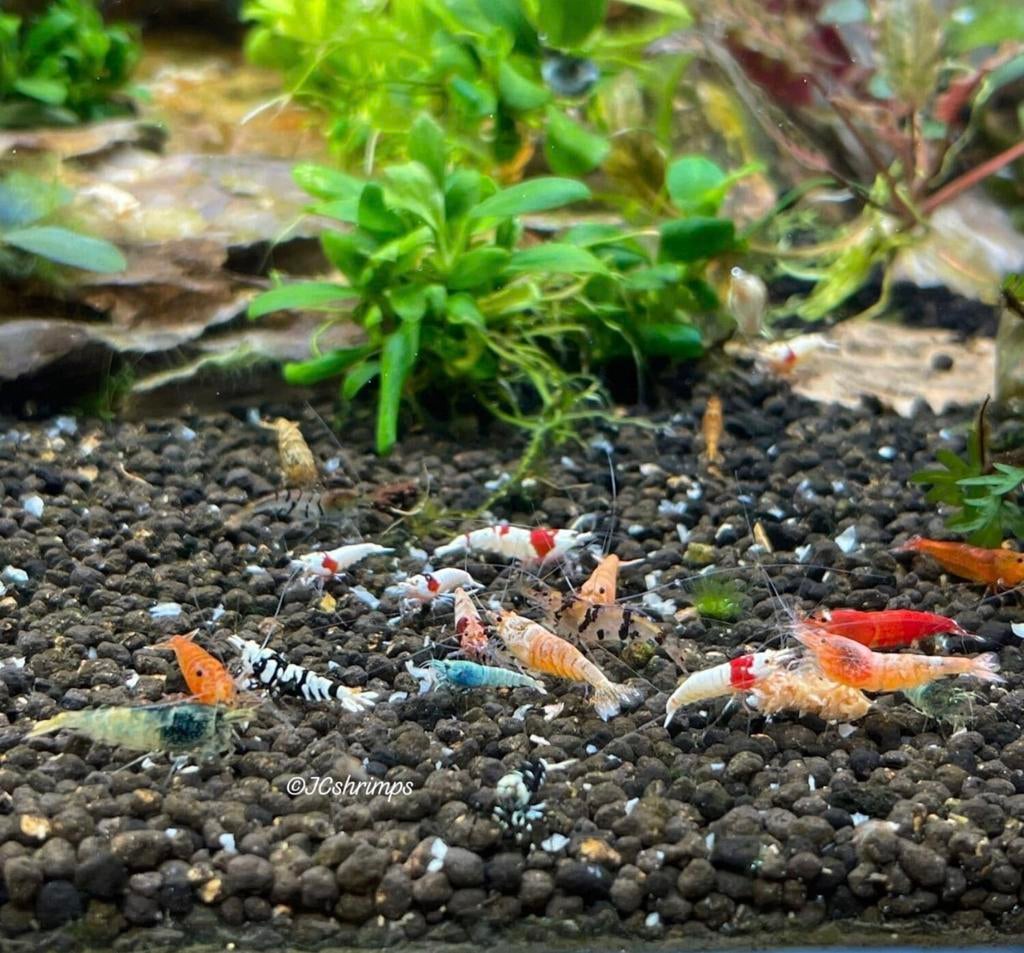 Caridina mix garnalen | Caridina garnaal, Kreeft, Krab of Garnaal
