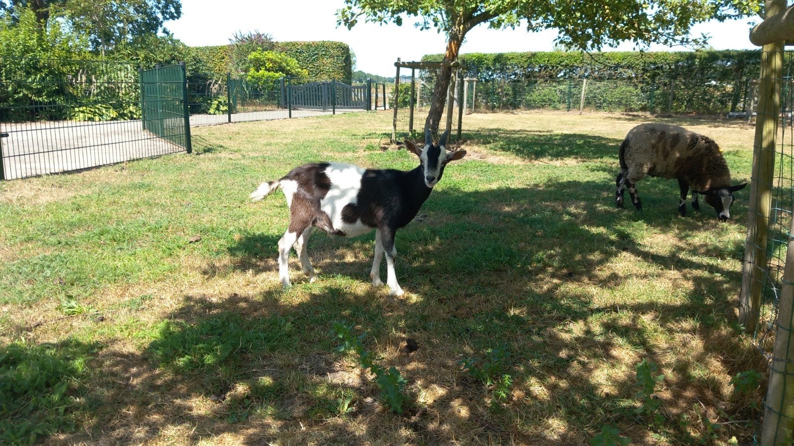 Nederlandse bonte bok, Dieren en Toebehoren, Schapen, Geiten en Varkens, Mannelijk, Geit