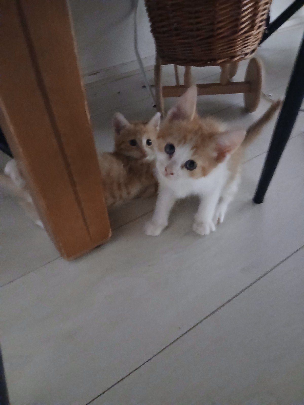 Prachtige Noorse boskat Britse korthaar kittens, Dieren en Toebehoren, Katten en Kittens | Raskatten | Langhaar, Meerdere dieren