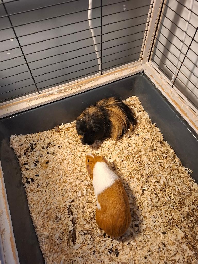 Cavia's en toebehoren, Dieren en Toebehoren, Knaagdieren, Cavia, December, Vrouwelijk, Tam