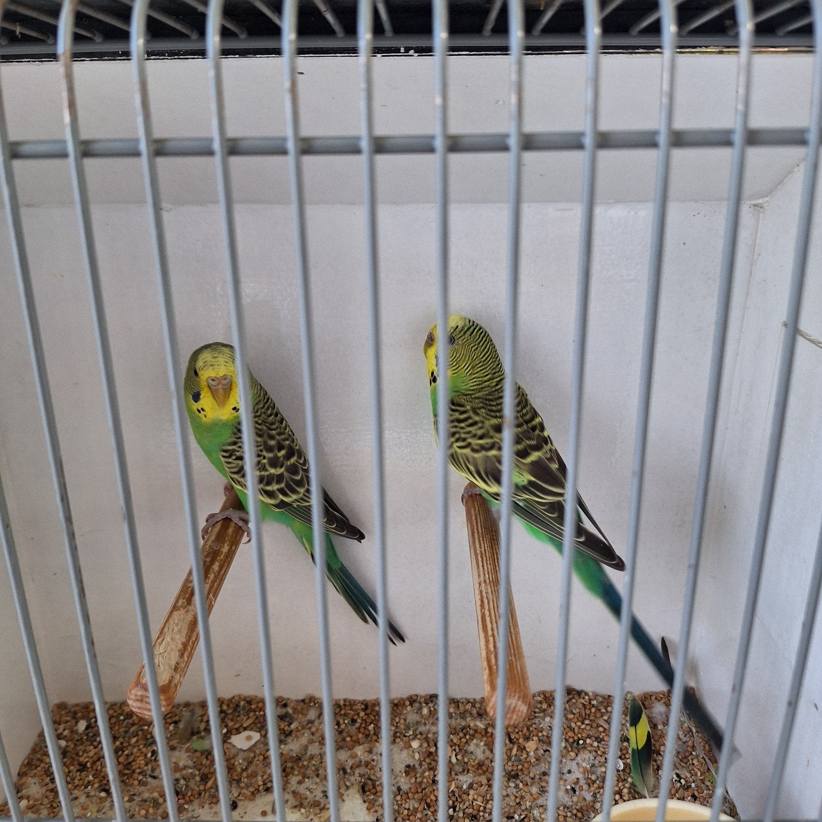 grasparkieten te koop Groen en blauw, Meerdere dieren, Parkiet