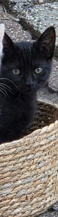 1 kitten  beschikbaar mag direct mee, Dieren en Toebehoren, Katten en Kittens | Overige Katten, Meerdere dieren, Kortharig, 0 tot 2 jaar