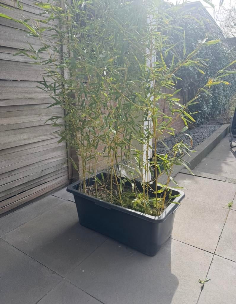 Mooie bamboeplant in bloembak, Ophalen, Volle zon, Overige soorten