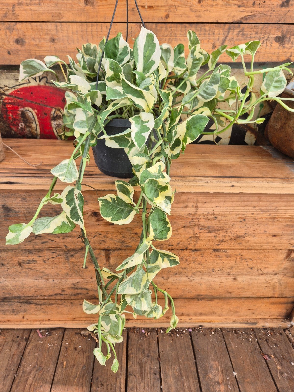 Epipremnum pinnatum Njoy XXL p17, Ophalen of Verzenden, Halfschaduw, Minder dan 100 cm
