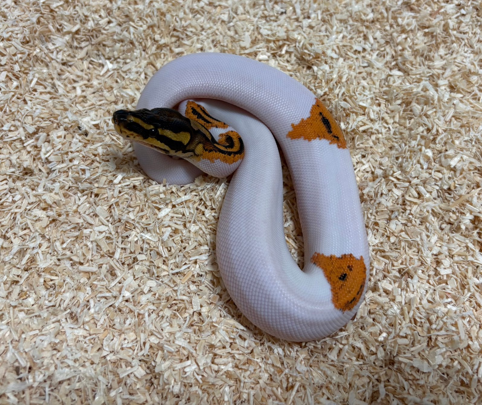 0.1 OD YB GeneX Pied ball python regius te koop Ball Python - male for sale from RPM
