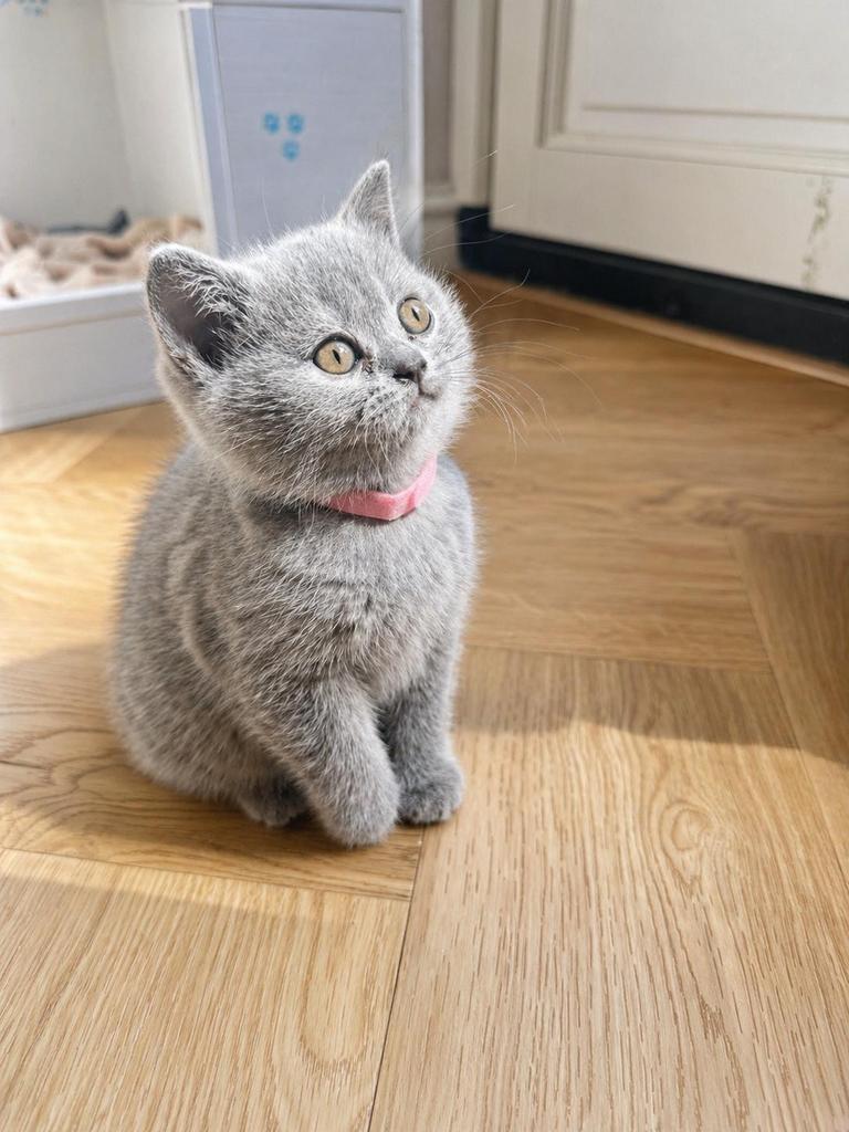 Prachtige Britse Korthaar kittens, Dieren en Toebehoren, Meerdere dieren