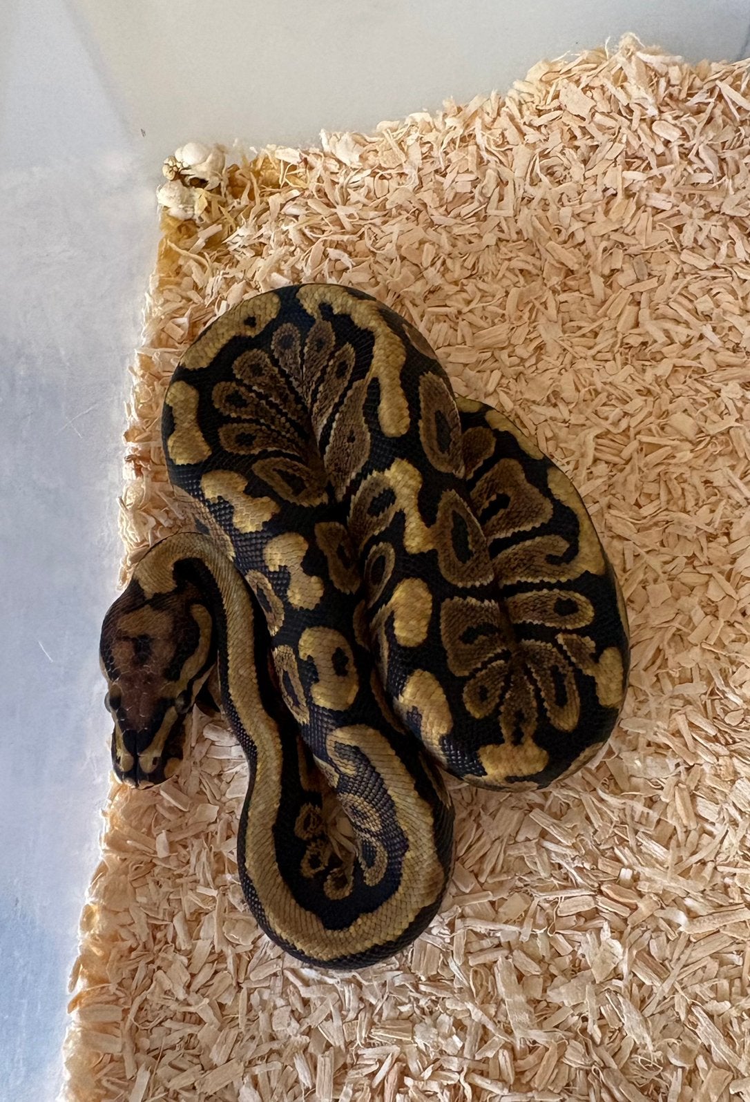 Spotnose dh DG Clown vrouw koningspython ballpython, Slang, 0 tot 2 jaar