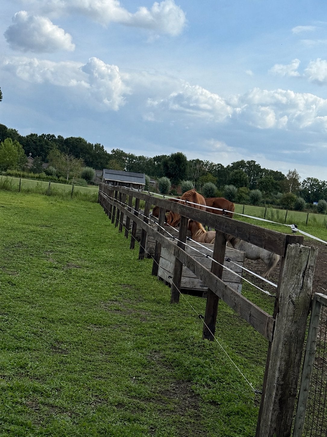 3 plekken vrij voor ruinen van alle formaten met rijbak!, Dieren en Toebehoren, Weidegang, 4 paarden of pony's of meer