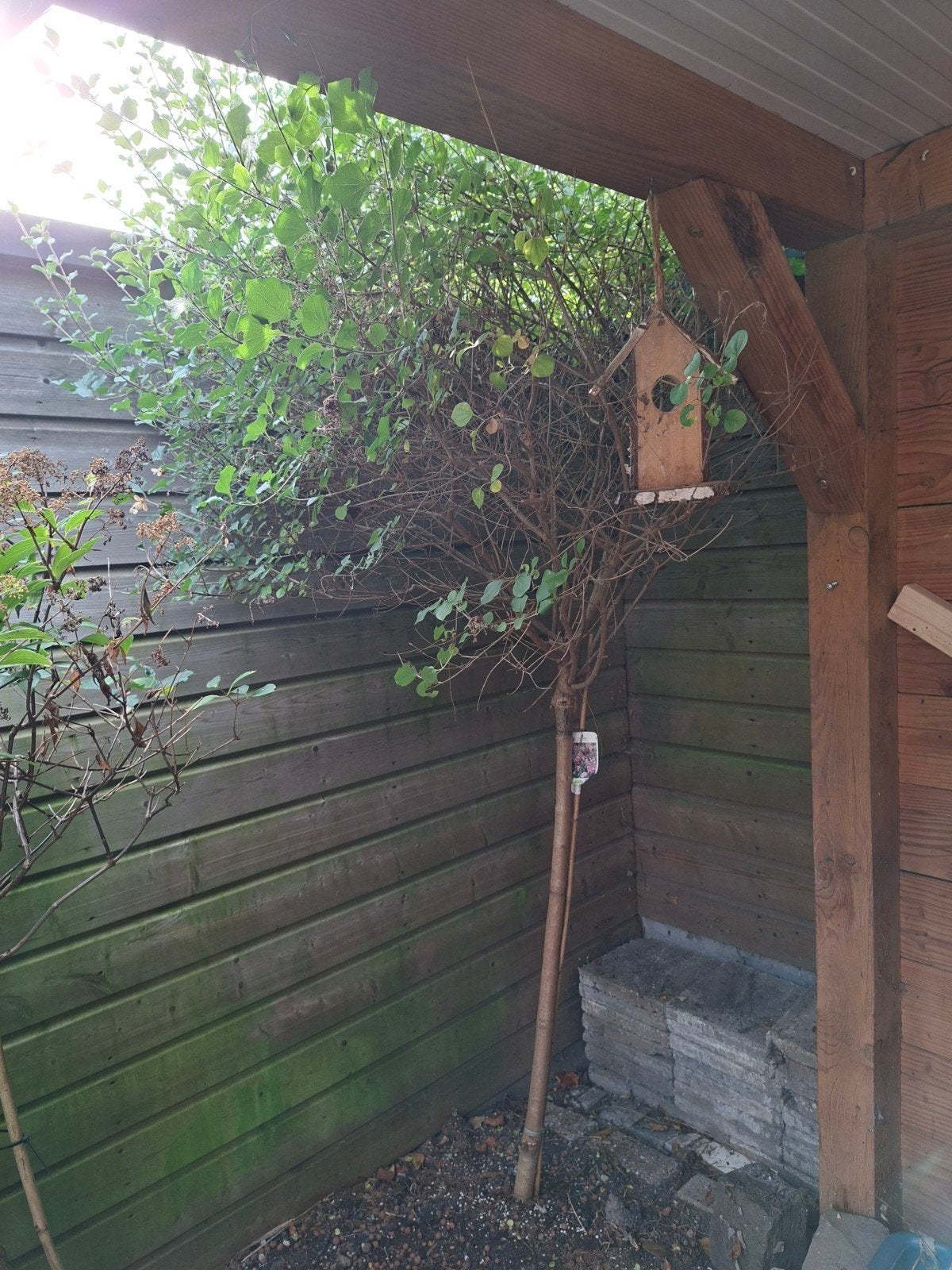 Dwerg sering, Tuin en Terras, Ophalen, Overige soorten, 100 tot 250 cm