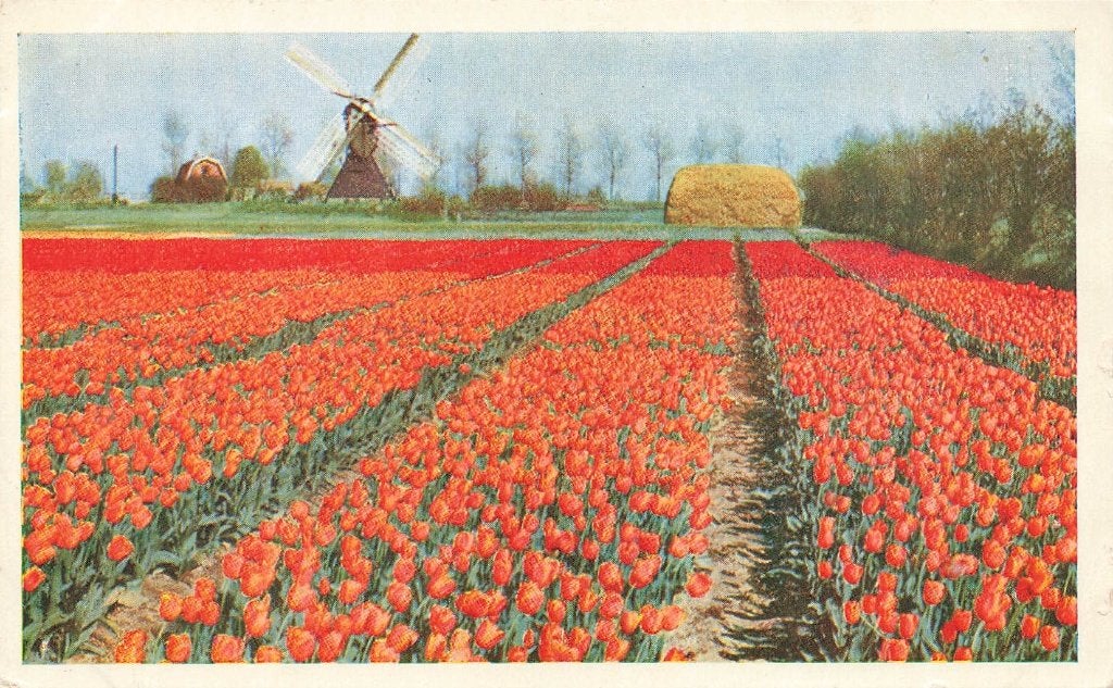 Omgeving Keukenhof, Lisse, Ophalen of Verzenden, 1940 tot 1960, Gelopen, Zuid-Holland