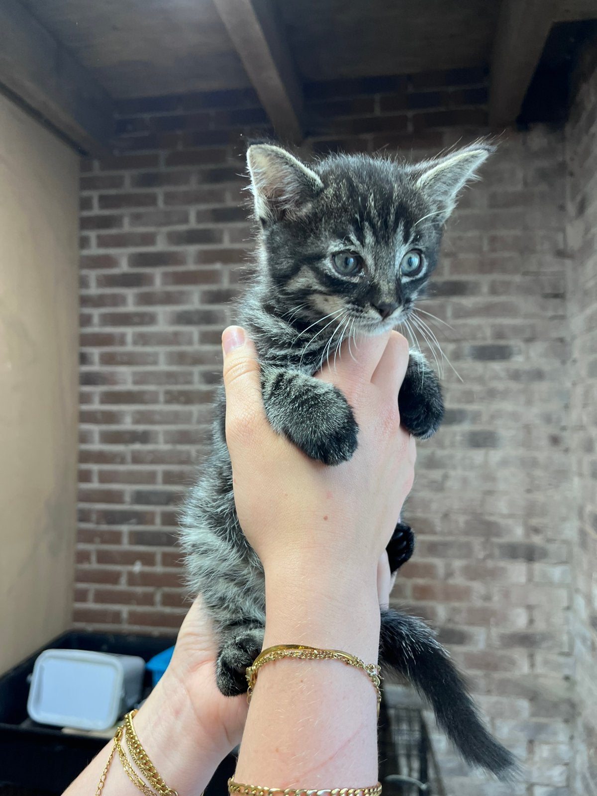 Lieve kittens te koop, Meerdere dieren