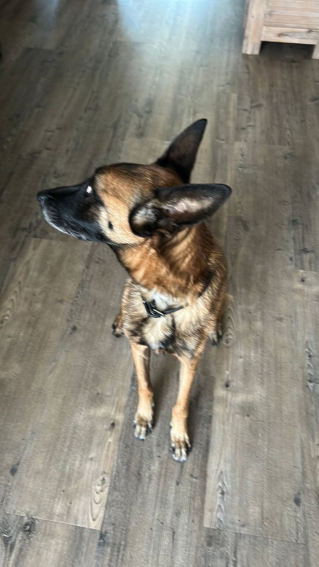 Mechelse herder, 6 jaar of ouder, Parvo, Teef, Eén hond