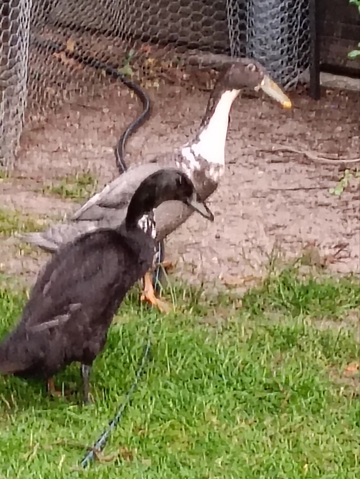 Loopeenden, Dieren en Toebehoren, Pluimvee, Meerdere dieren, Eend