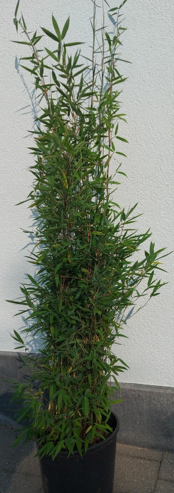 fargesia nitida winterjoy  , niet woekerende bamboe, Ophalen, Bamboe, 250 cm of meer
