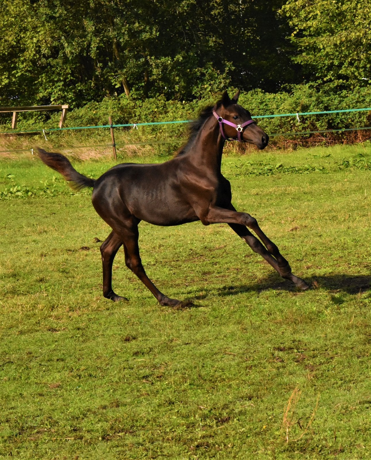 Mooi groot merrieveulen Roman Empire x Incognito, Dieren en Toebehoren, Merrie, 0 tot 2 jaar