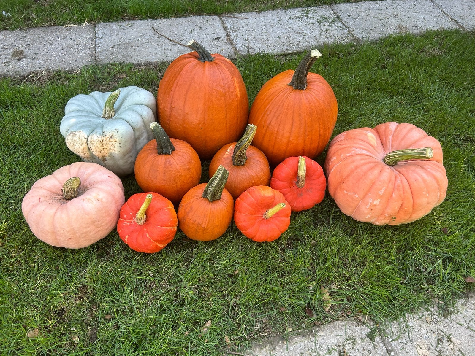 Diverse mooie pompoenen, Ophalen, Volle zon, Groenteplanten, Eenjarig
