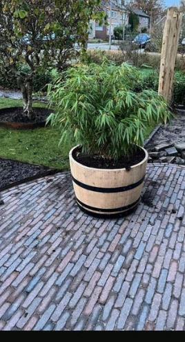 Bloembak hout half wijnvat whiskyvat palmboom vijgenboom, Tuin en Terras, Gerard Krale, Rond, Nieuw, Ophalen of Verzenden